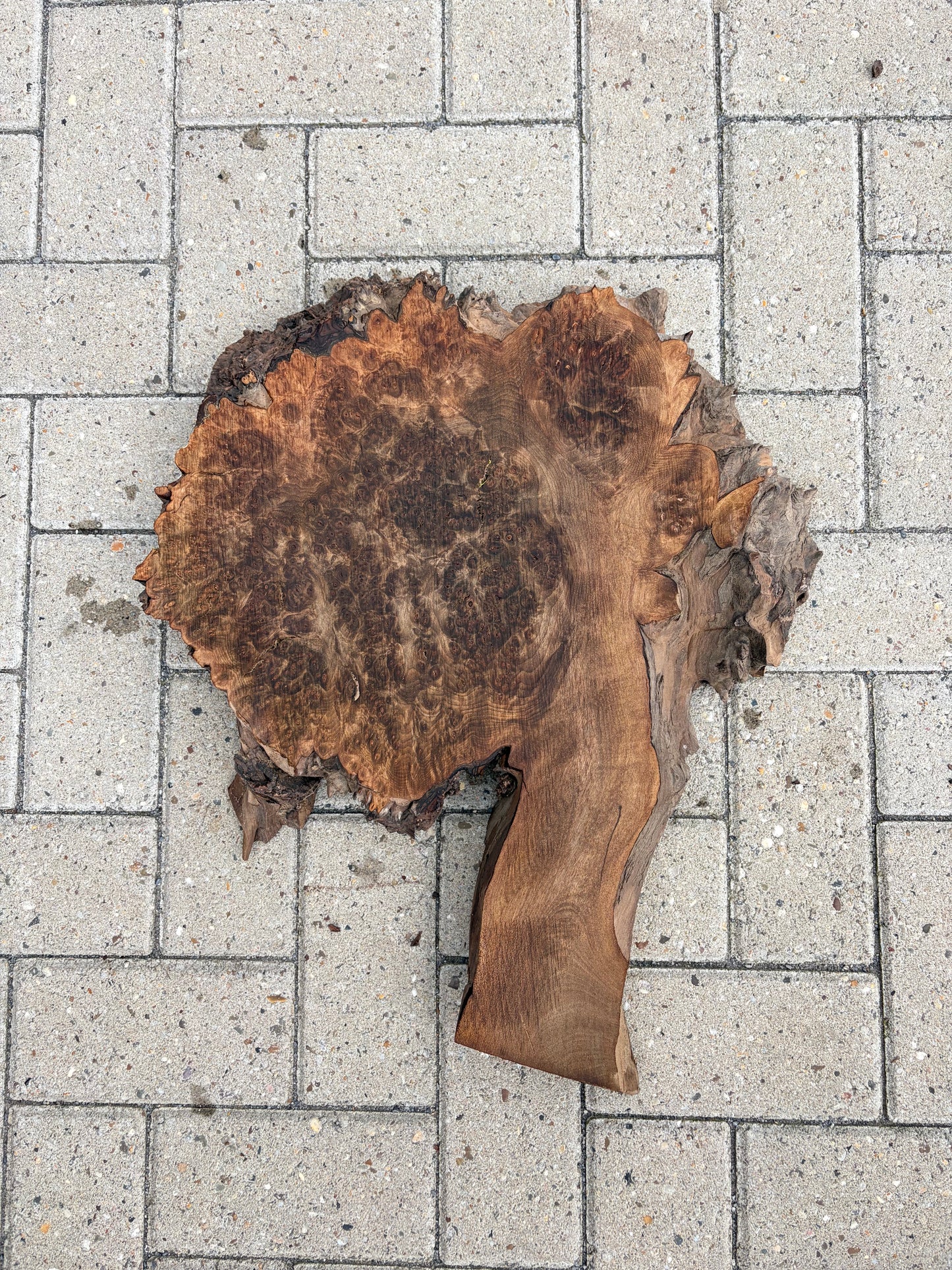 Notenhouten Slab 57x46x6cm #CS/033